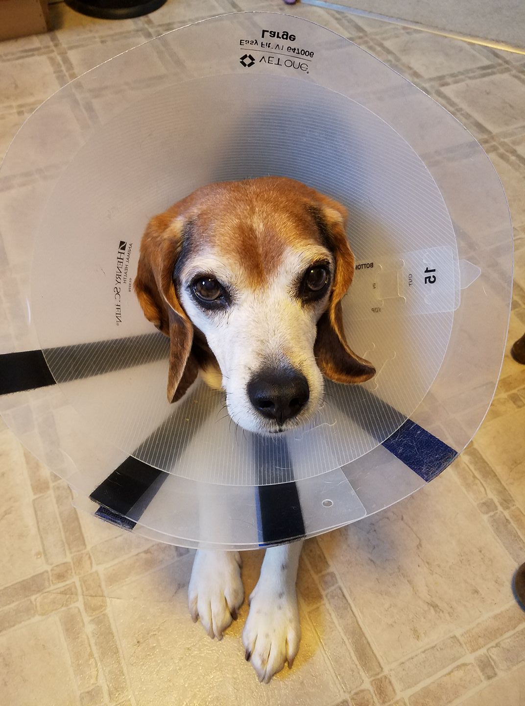 26172266_1787177327968668_3443104351945885544_o