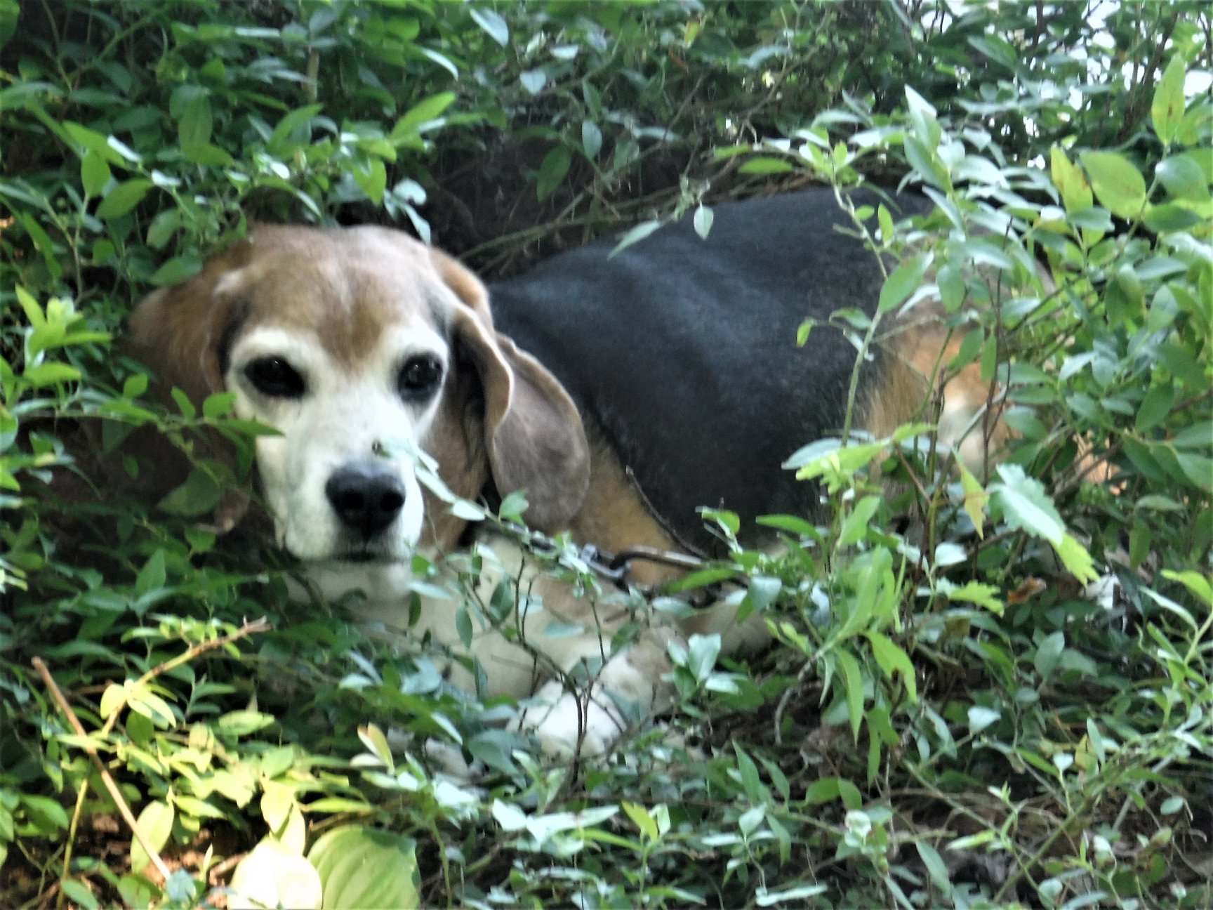 36796956_10212237442627484_5947128197001773056_o